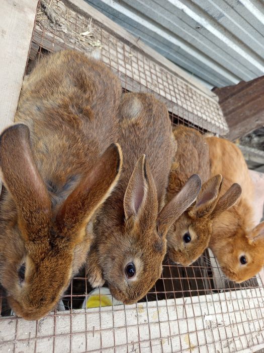 Продаётся кролики