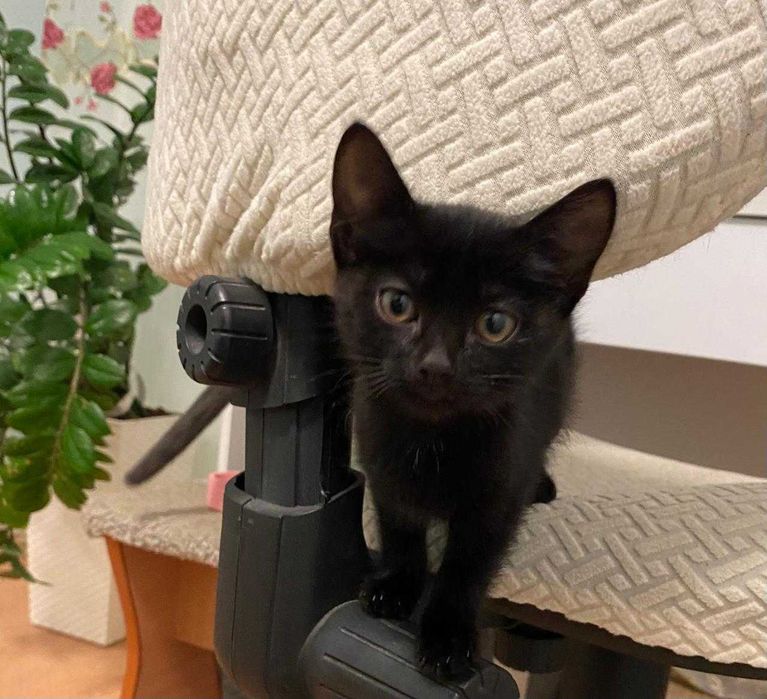 Отдам черненького котенка-девочку в добрые руки