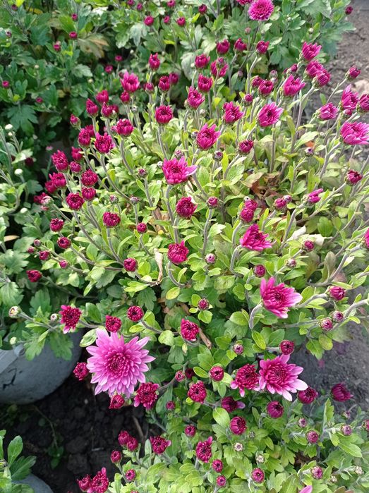 Хризантема недельная распродажа