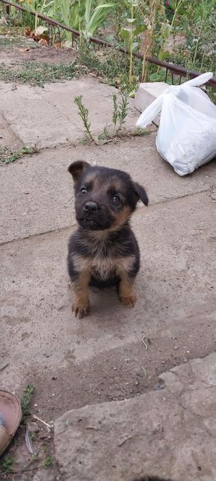 отдаю щенков в добрые руки 3 девочки