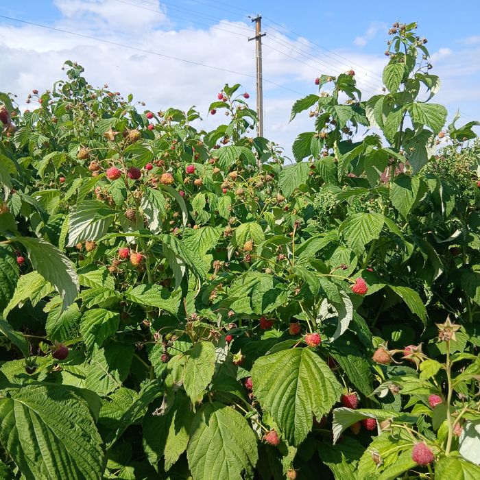 Avem zmeură de grădină soiul Polca