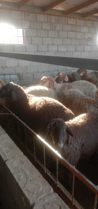 Откорм тоқты қошқарлар