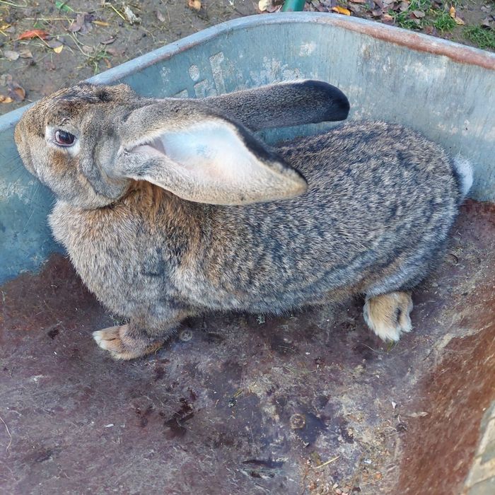 Vând iepuri de rasă uriaș german și fluture german