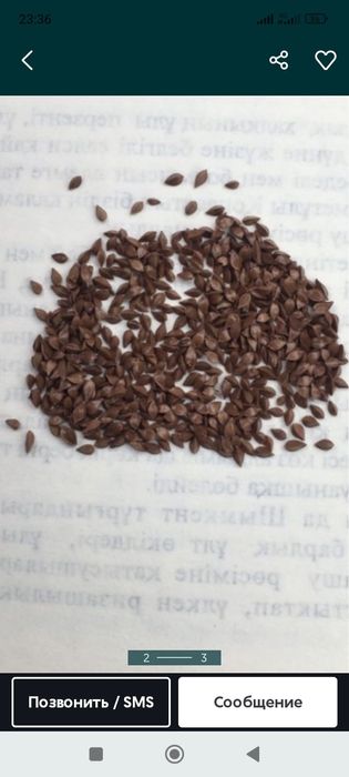 Клевер люцерна румекс