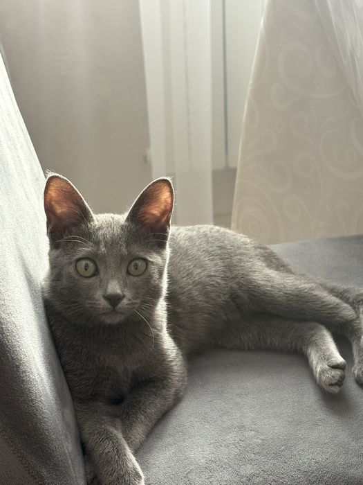 Отдам прелестную кошечку в хорошие руки