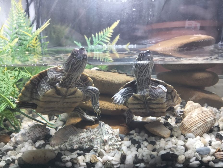 Acvariu cu broscuțe testoase