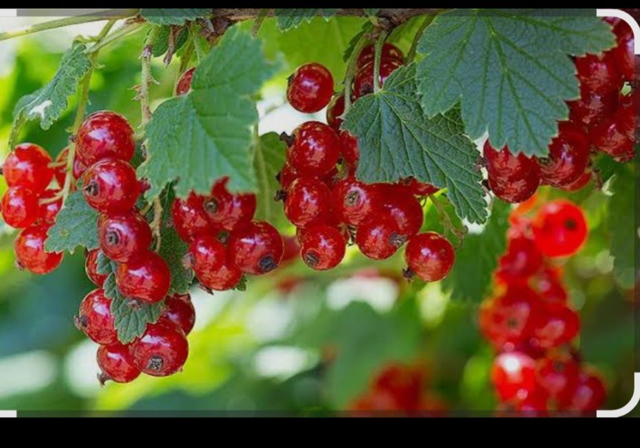 Продам красную смородину