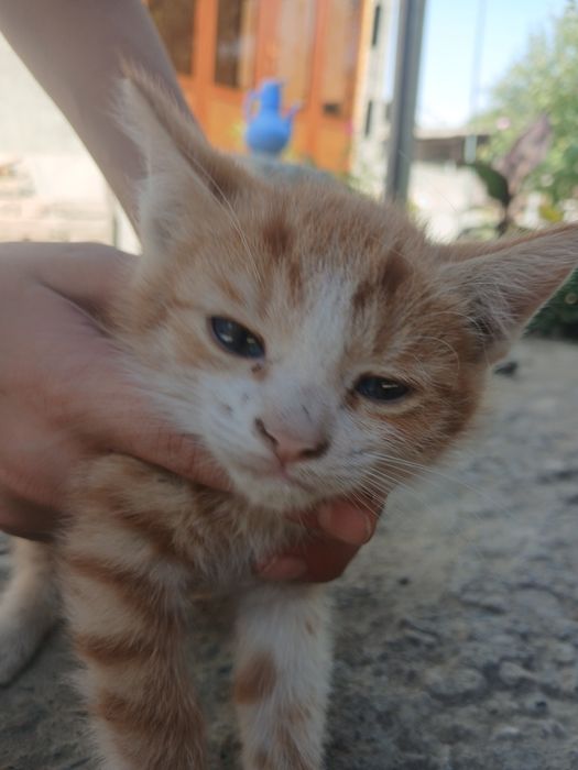 2 ta qizbola 1ta ogil bola hammasi 1tada beriladi