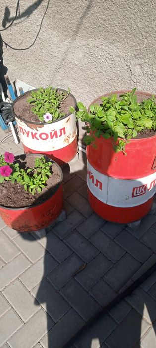 Петуния ампельная