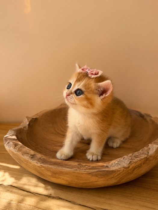 Котятa золoтыe шиншиллы для вас!