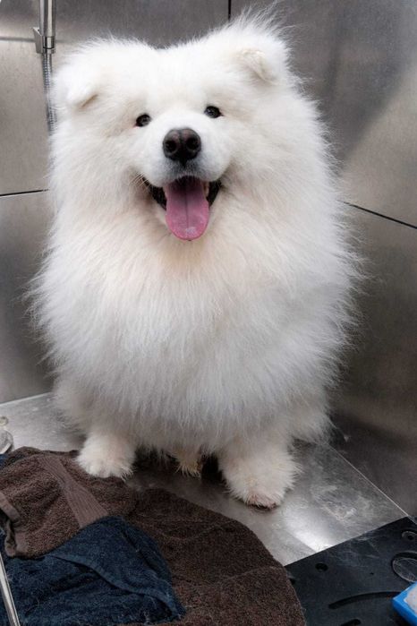 Salon Canin / Tuns Caini / Salon Sector 6 - Frizerie Canina