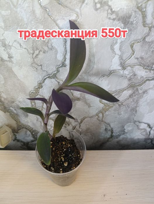 Комнатные растения кжби