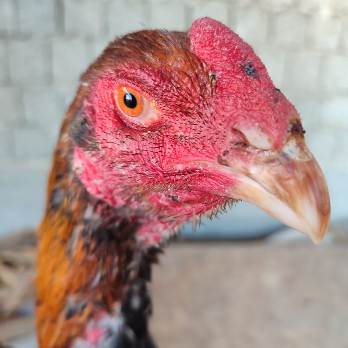 Бойтсовые даканы петух