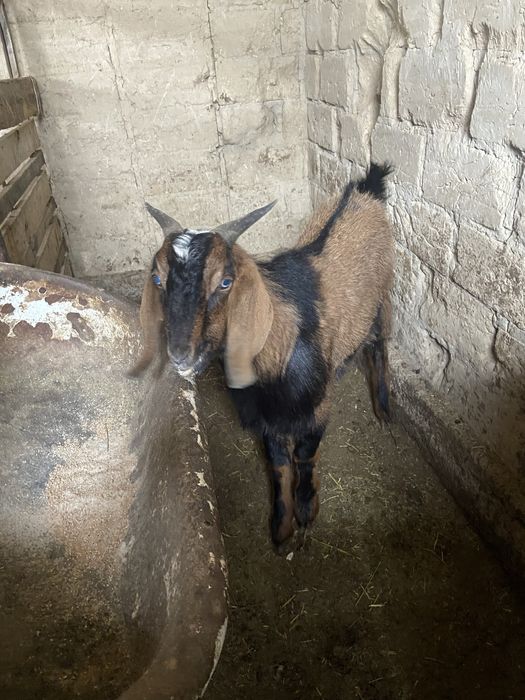 Порода теке сатылады