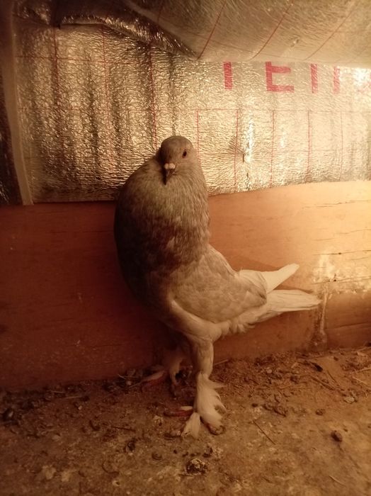 Голубь дытыш самцы кептер