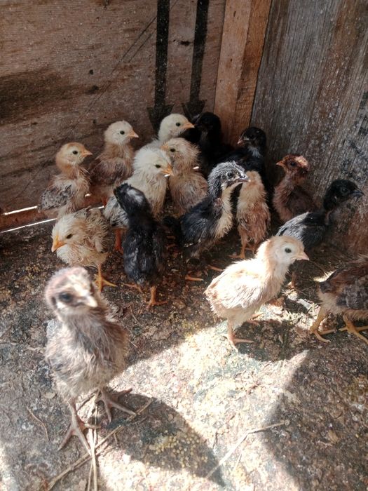 37 шт цеплят продам