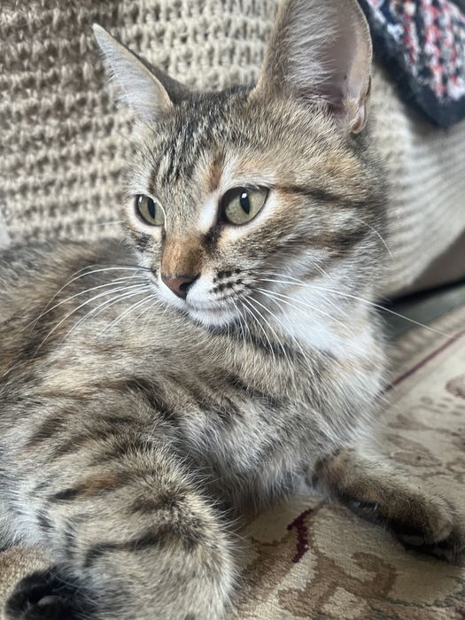 Отдам кошку в добрые руки