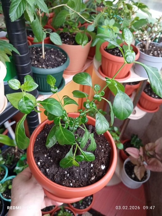 Цветы комнатные растения