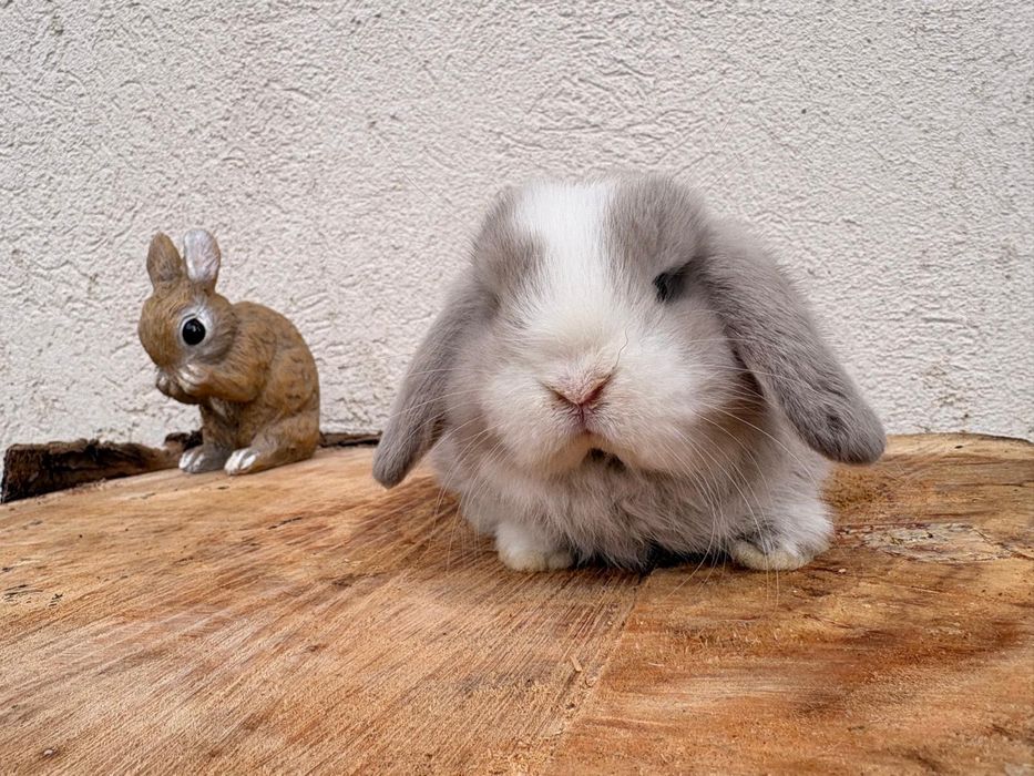 Iepuri pitici de companie berbec pitic/mini lop/holland lop