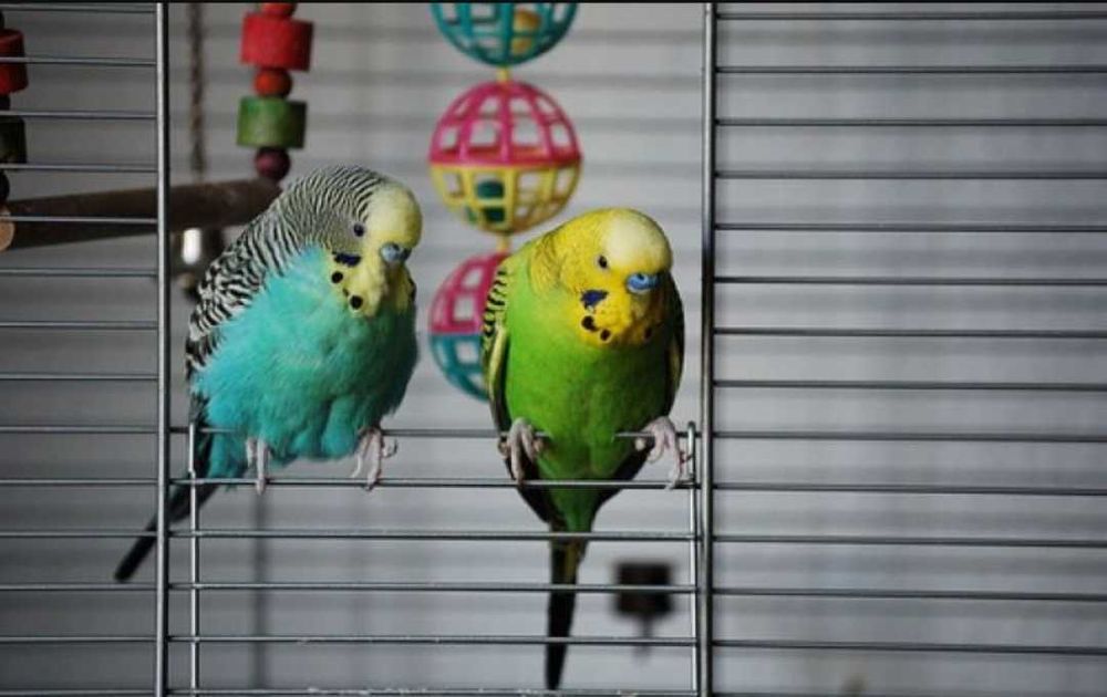 Papagali peruși Pașcani