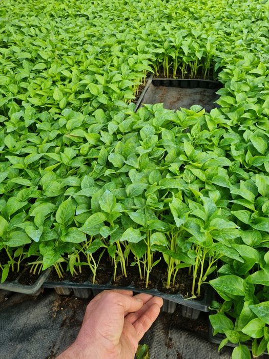 Rasaduri de Rosii de vanzare