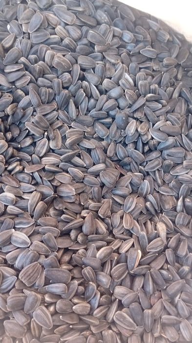 Семечки. Крупные. В большом объеме.