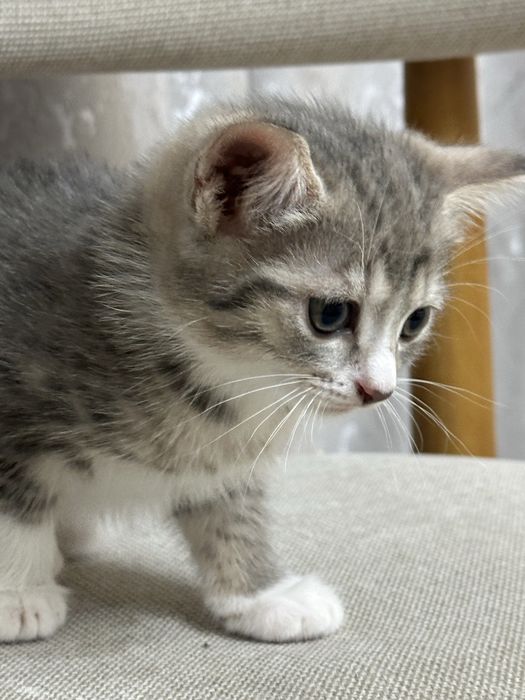 Котята британской кошки