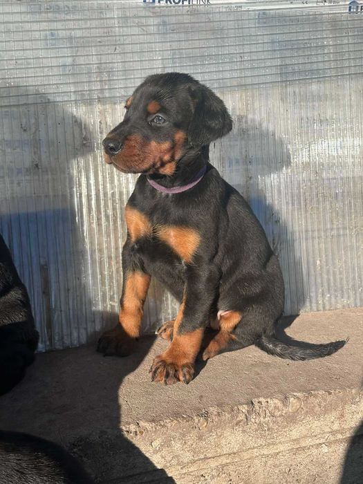 Доберманчета - родословни родители