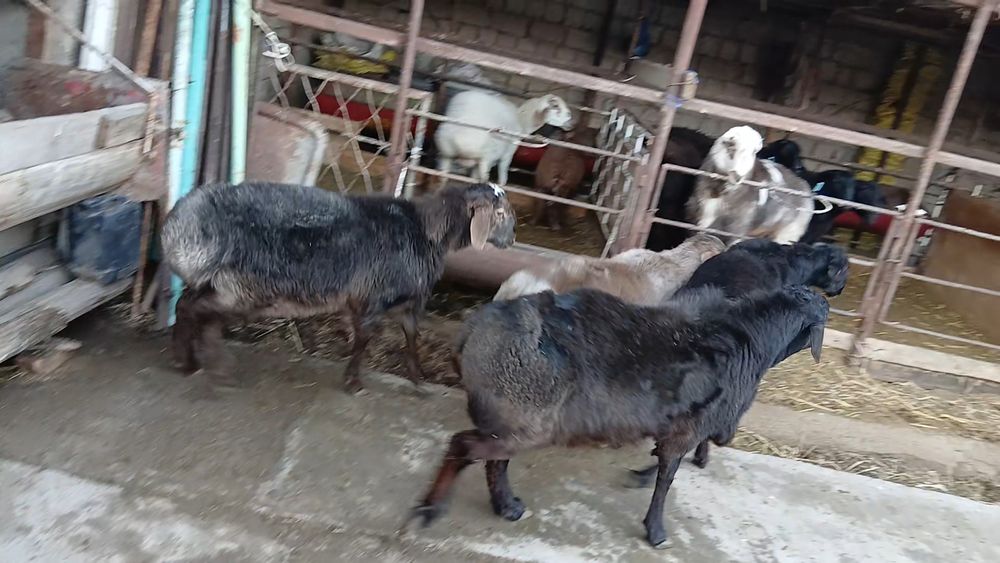 Qozi qochqorlar sotiladi