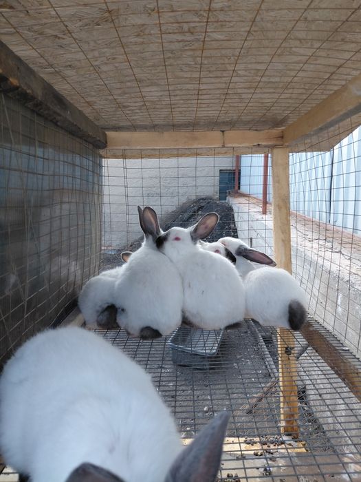 Продаю кроликов. породы  калифорния