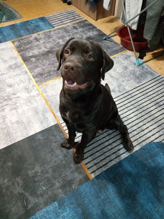 Ищу девочку для вязки