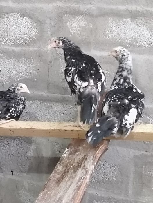 Продам курочеч " астролорпы"