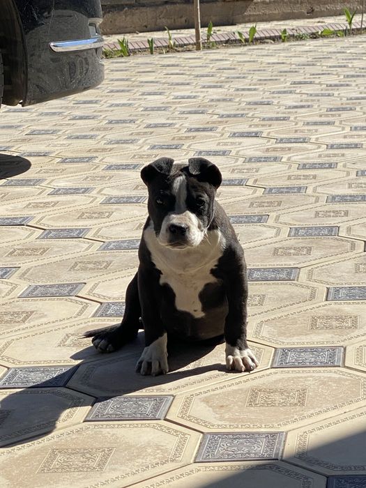 Питбуль pit bull күшік 2 айлық
