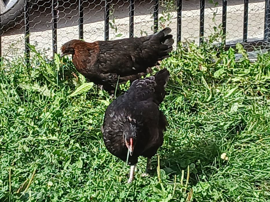 Fam. Marans 2026