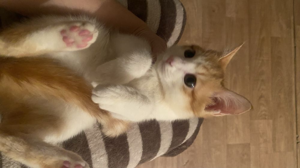 Котенок бесплатно