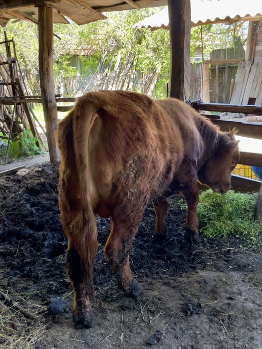 Taur rasa Angus cu Băltată Românească