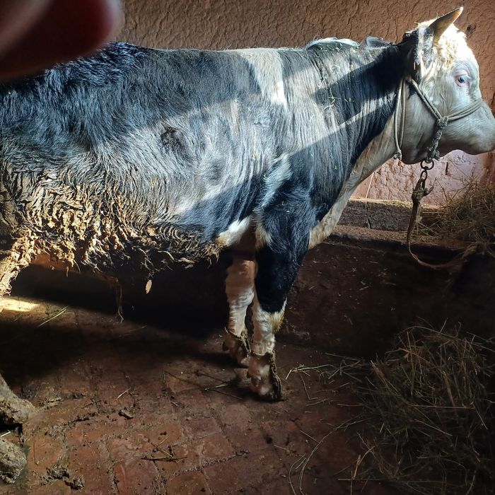 Семіз бордакы букалар.