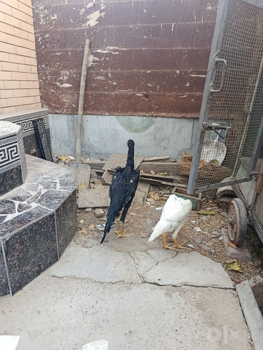 Дананг жужаларимиз бир жойга сотувда.