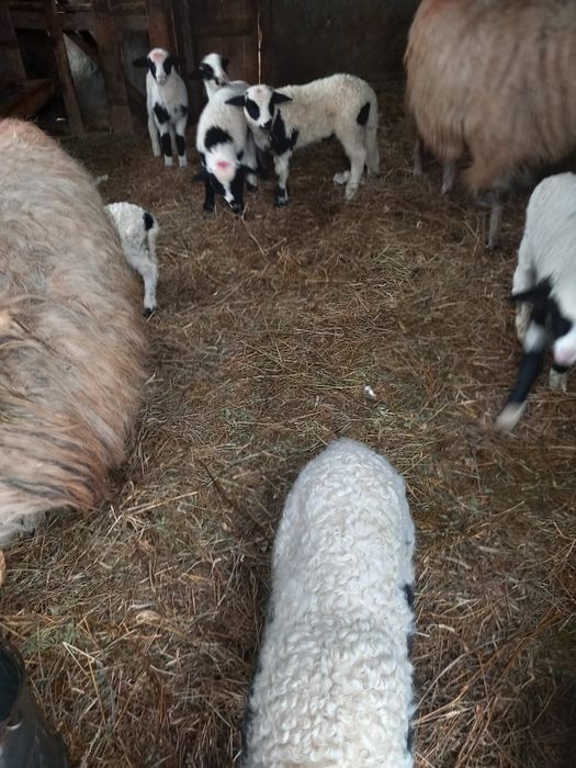 De vanzare oi cu miei