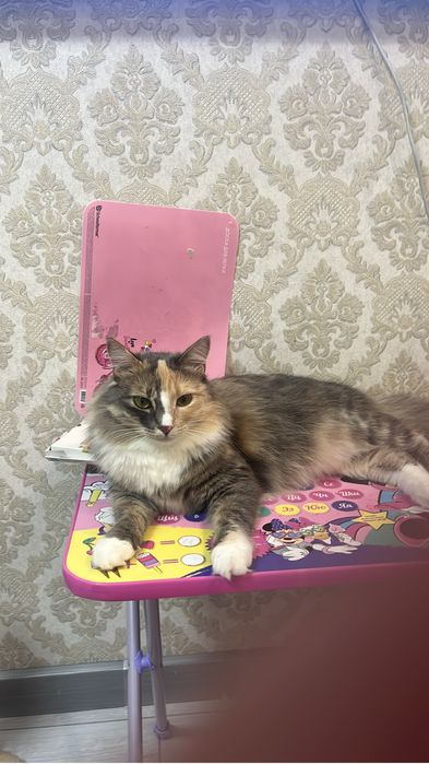 Отдам в хорошие руки кошку