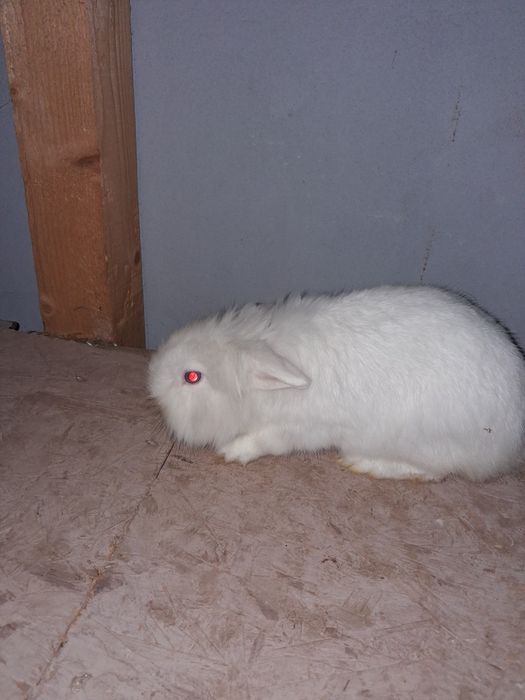 Cap de leu pitic femela gestanta