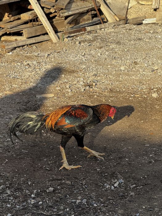 Дакан петух бойцовый қораз