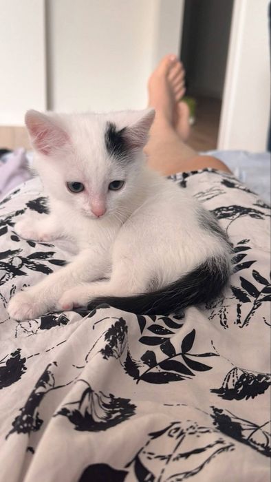 Котик в добрые руки