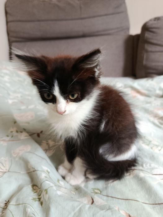 Котенок, девочка, 2 месяца