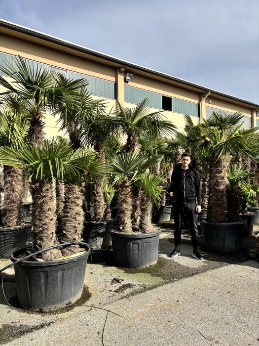 Palmieri trachycarpus fourtunei toate marimile  rezistenti la inghet