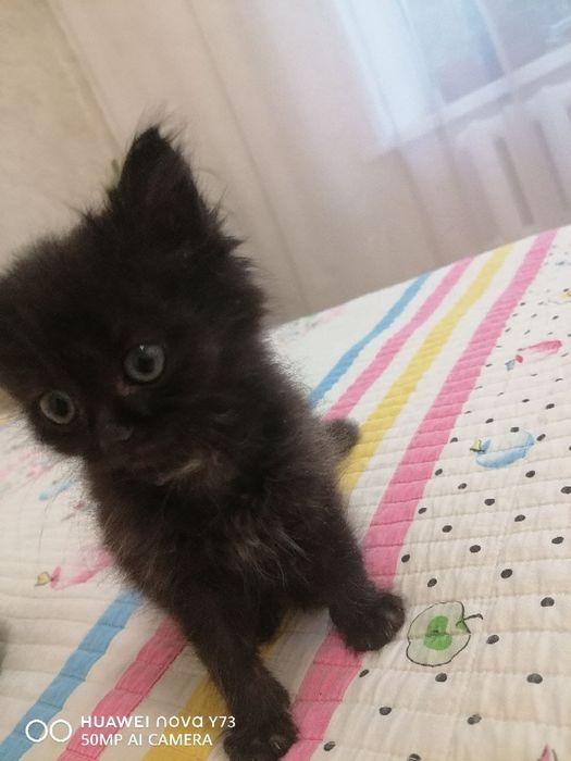 Котята ищут семью