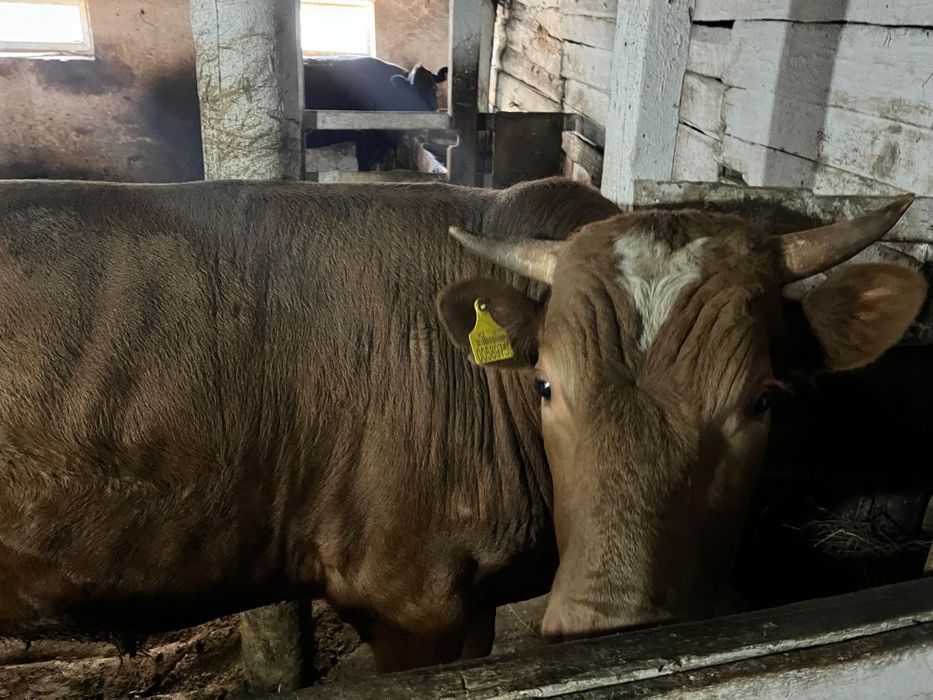 КРС на мясо на откорме