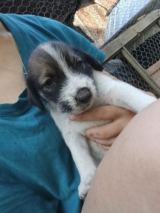 Donez cățeii mici