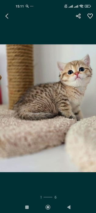 БрИтаНскИе КотЯта