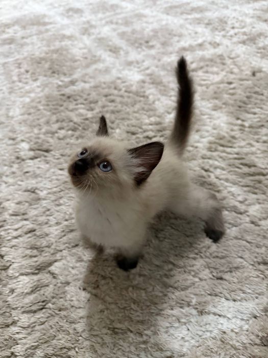 Сиамский котенок